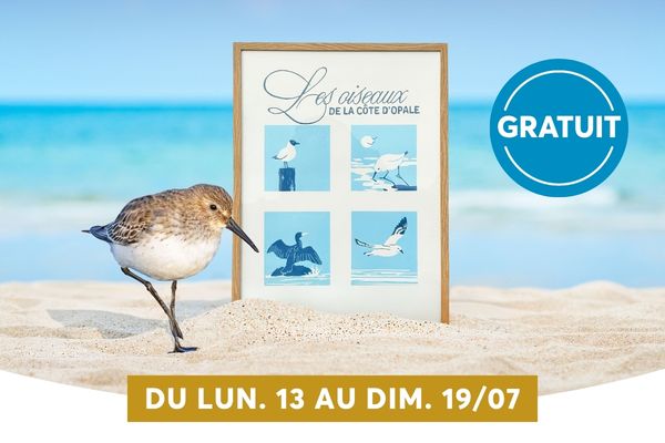 Sur une plage sablonneuse, un petit �chassier (probablement un b�casseau variable) se tient devant un chevalet pr�sentant quatre planches illustrant diff�rentes esp�ces d'oiseaux. L'affiche annonce un �v�nement gratuit du lundi 13 au dimanche 19 juillet, avec un bandeau dor� et un badge 